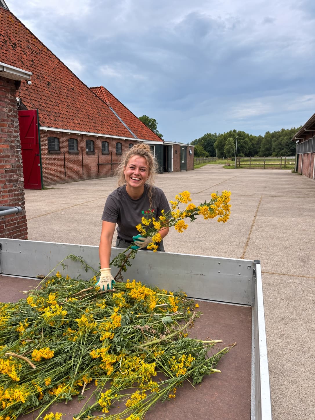 Een collega van Van Beets in werkkleding en handschoenen ruimt afgeknipt jacobskruiskruid op in een aanhanger, op een erf met een paardenstal met rode deur op de achtergrond. Deze foto is met AI bewerkt.