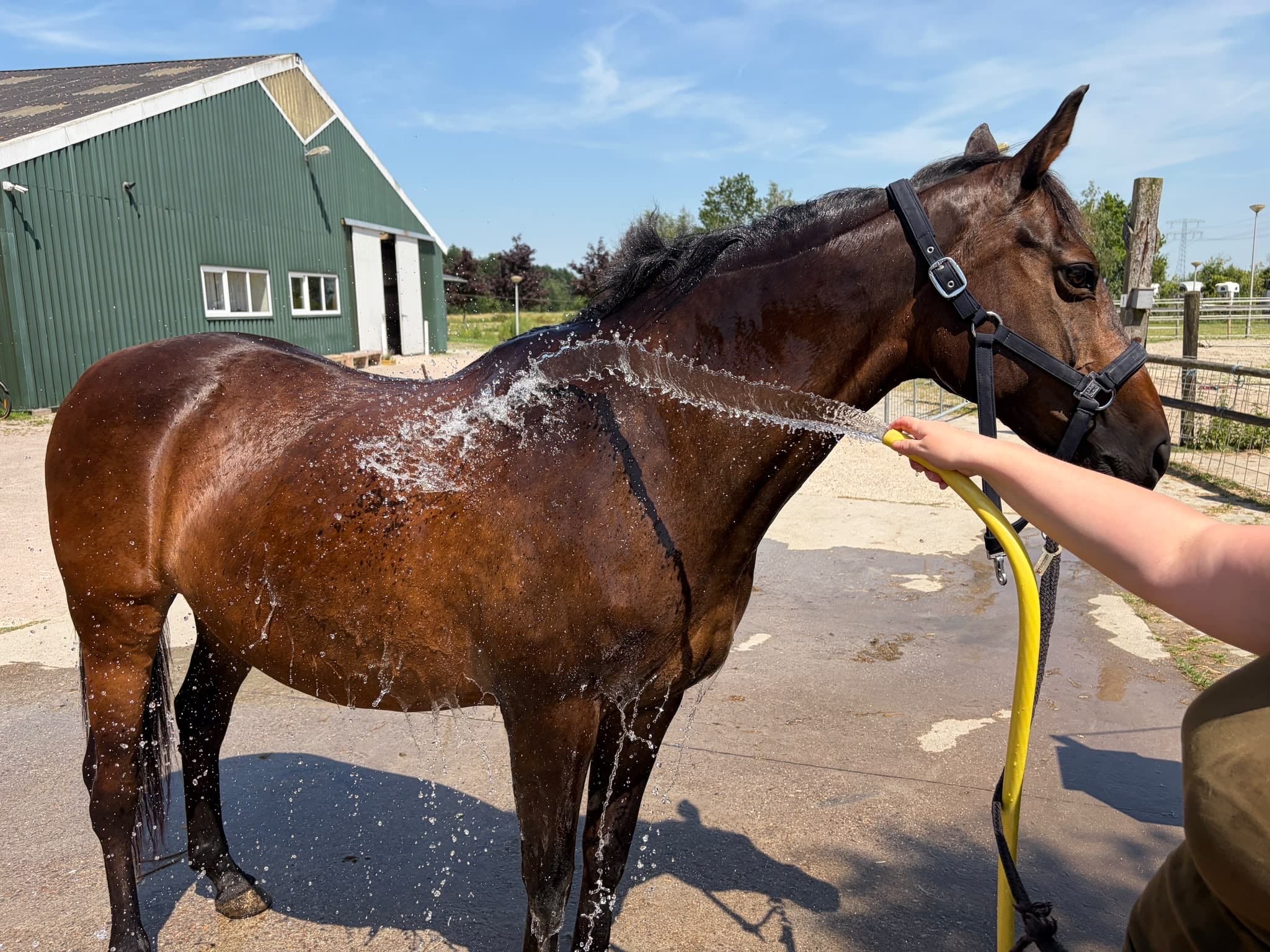 Een deelnemer wast een paard af met de tuinslang op de wasplaats bij zorgboerderij Hiddema State.